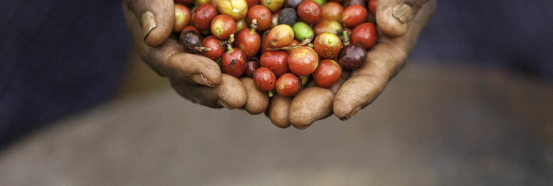 La qualità dei chicchi di caffè Brasilmoka (Arabica, Robusta)